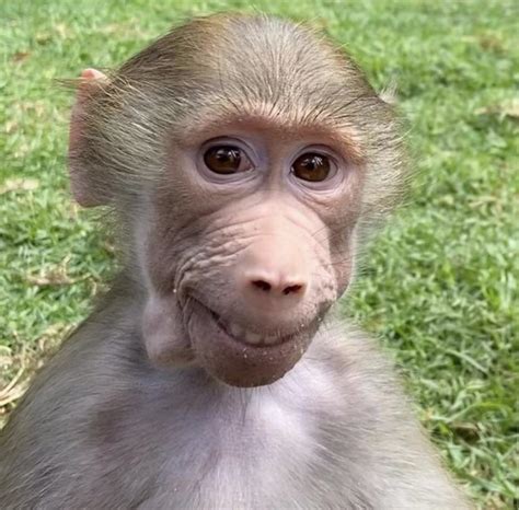 images of monkeys smiling|polite smiling monkey.